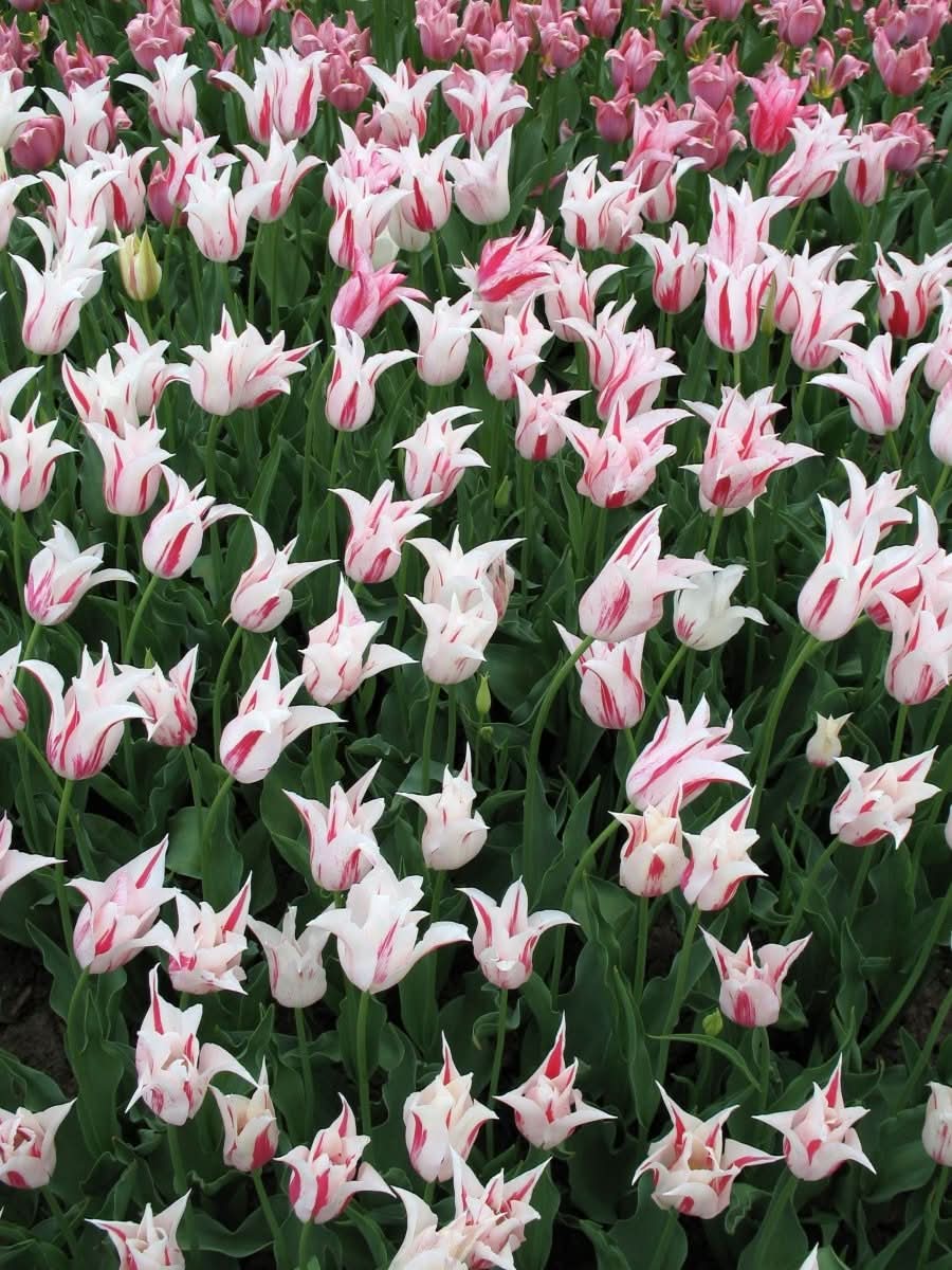 Tulip 'Marilyn' - Harding & Bloom