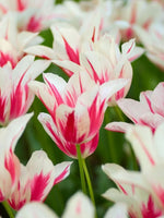 Tulip 'Marilyn' - Harding & Bloom