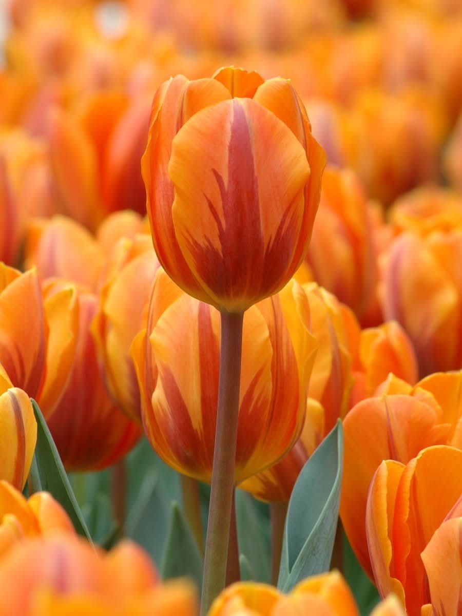 Tulip 'Prinses Irene' - Harding & Bloom