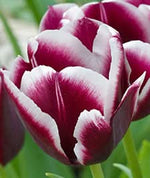 Tulip 'Rem's Favourite' - Harding & Bloom