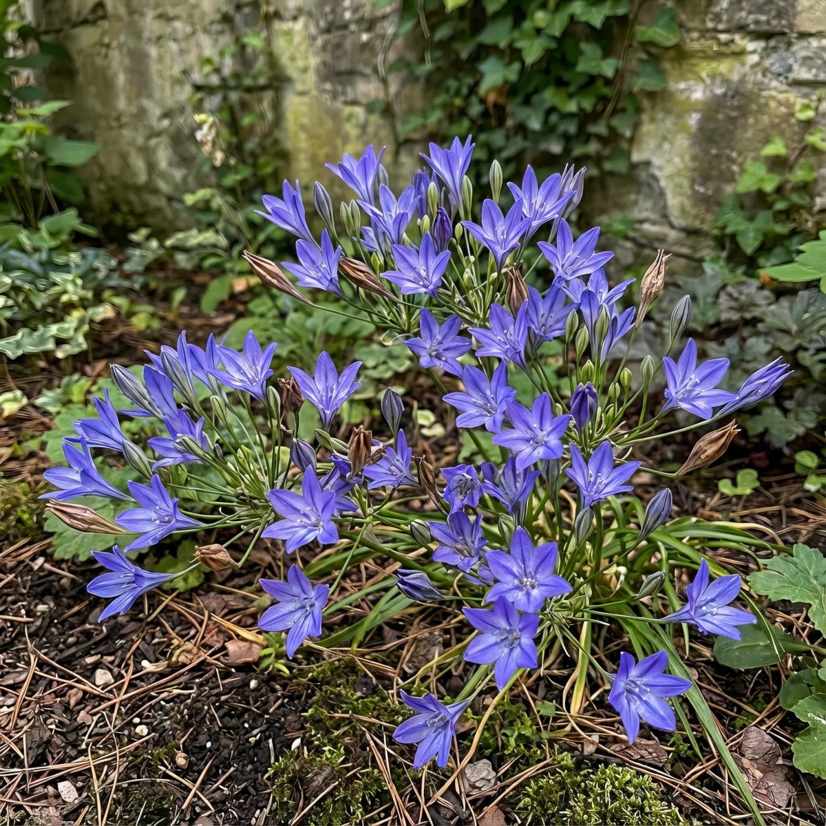 Triteleia 'Queen Fabiola' (Triplet lily) – lily bulbs, main product photo (Harding & Bloom)