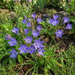 Triteleia 'Queen Fabiola' (Triplet lily) – lily bulbs, product photo 3 (Harding & Bloom)