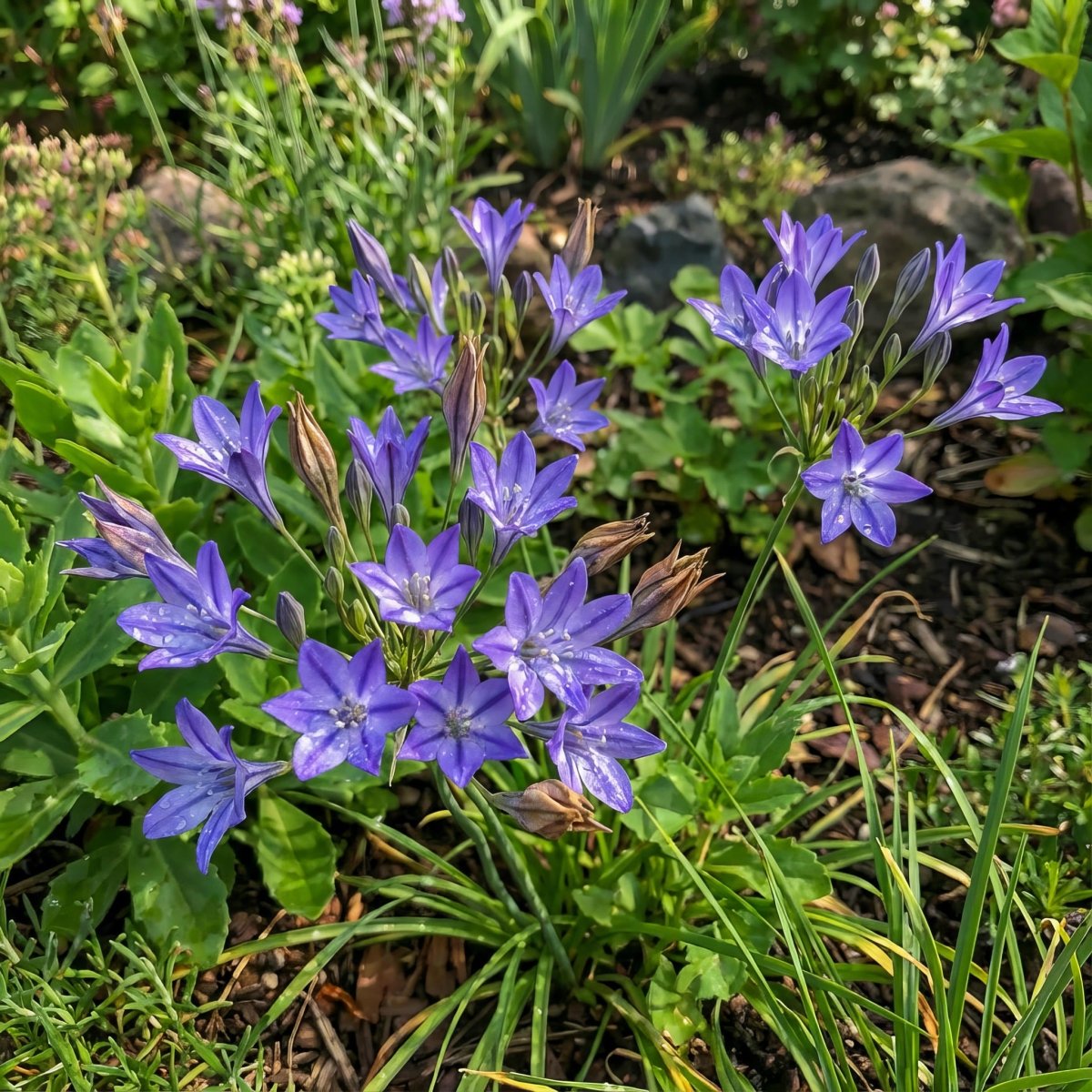 Triteleia 'Queen Fabiola' (Triplet lily) – lily bulbs, product photo 3 (Harding & Bloom)