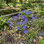 Triteleia 'Queen Fabiola' (Triplet lily) – lily bulbs, product photo 4 (Harding & Bloom)