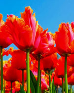 Tulip 'Amazing Parrot' - Harding & Bloom
