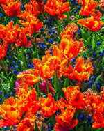 Tulip 'Amazing Parrot' - Harding & Bloom