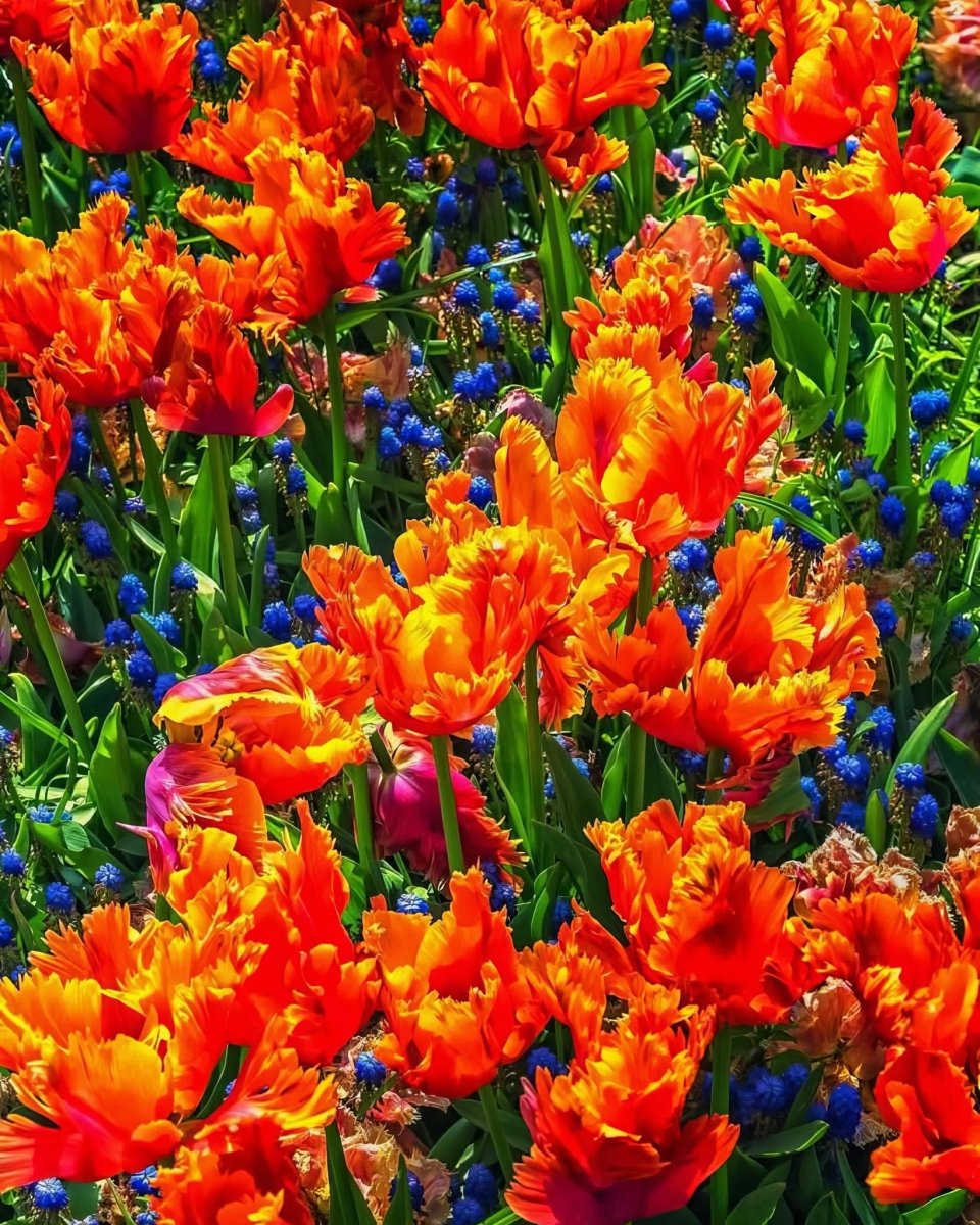 Tulip 'Amazing Parrot' - Harding & Bloom