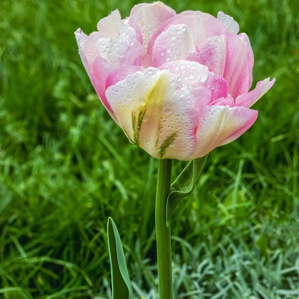 Tulip 'Angelique' - Harding & Bloom