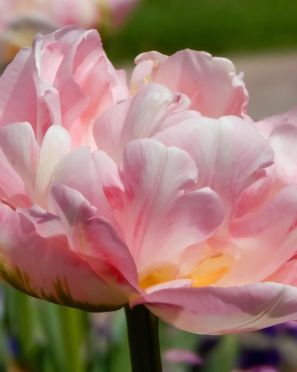 Tulip 'Angelique' - Harding & Bloom