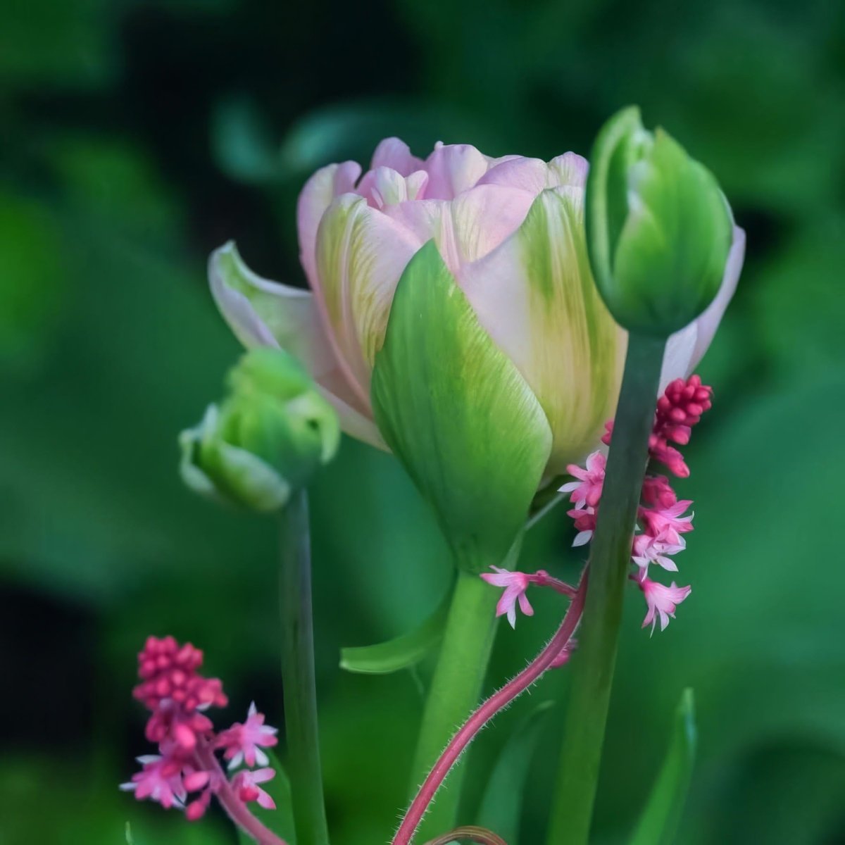 Tulip 'Angelique' - Harding & Bloom