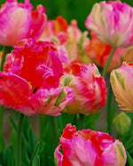 Tulip 'Apricot Parrot' - Harding & Bloom