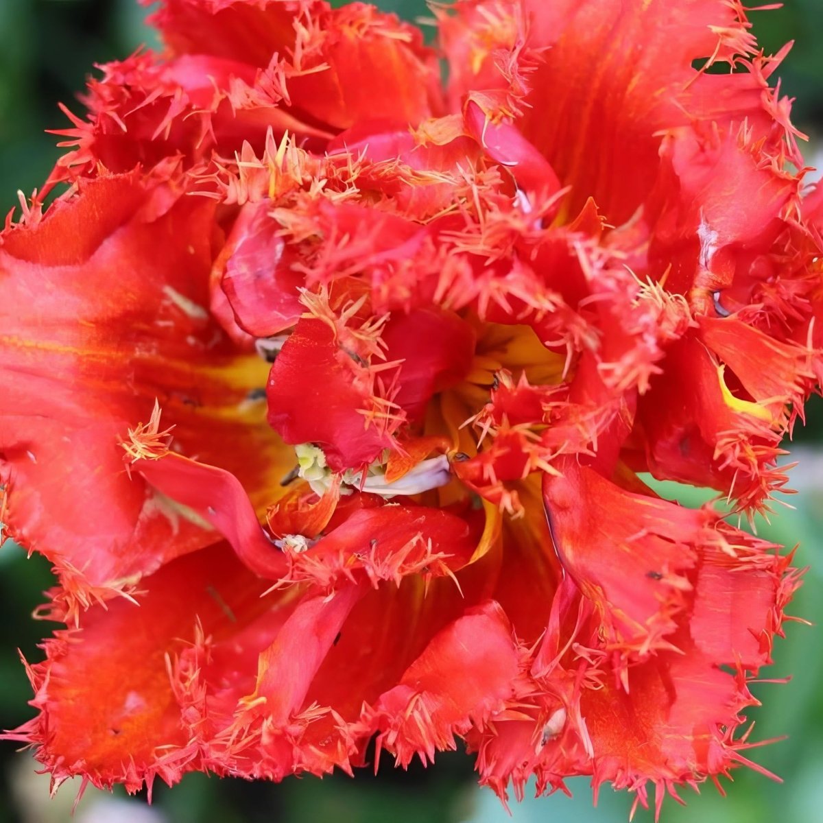Tulip 'Barbados' - Harding & Bloom