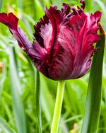 Tulip 'Black Parrot' - Harding & Bloom