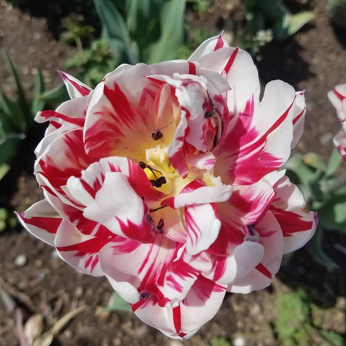 Tulip 'Carnaval de Nice' - Harding & Bloom