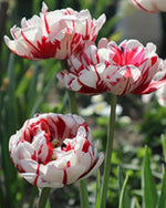 Tulip 'Carnaval de Nice' - Harding & Bloom