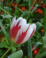 Tulip 'Carnaval de Nice' - Harding & Bloom