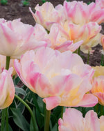 Tulip 'Creme Upstar' - Harding & Bloom