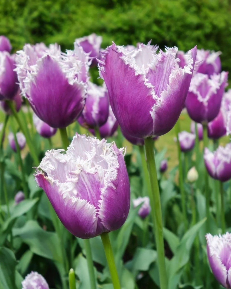 Tulip 'Cummins' - Harding & Bloom