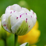 Tulip 'Danceline' - Harding & Bloom