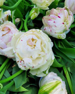 Tulip 'Danceline' - Harding & Bloom