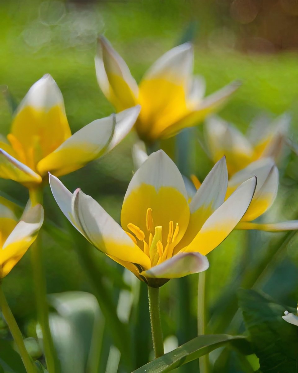 Tulip 'Dasystemon Tarda' - Harding & Bloom