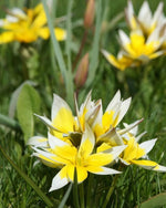 Tulip 'Dasystemon Tarda' - Harding & Bloom
