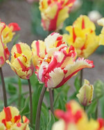 Tulip 'Flaming Parrot' - Harding & Bloom
