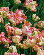Tulip 'Green Wave' - Harding & Bloom