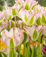 Tulip 'Greenland' - Harding & Bloom