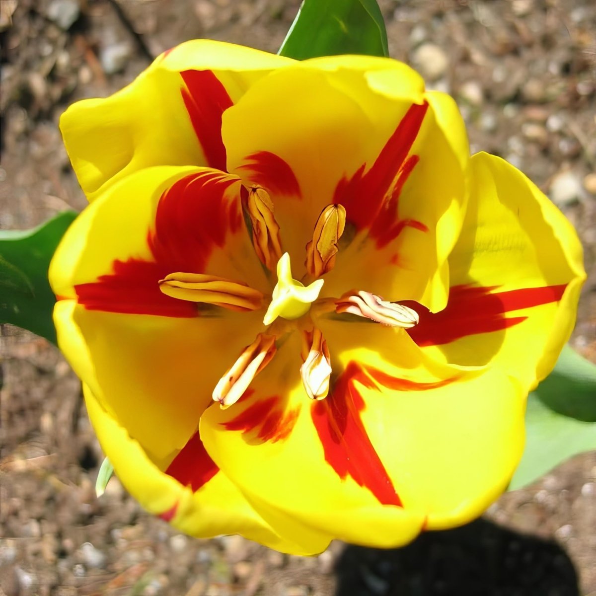 Tulip 'Helmar' - Harding & Bloom