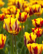Tulip 'Helmar' - Harding & Bloom