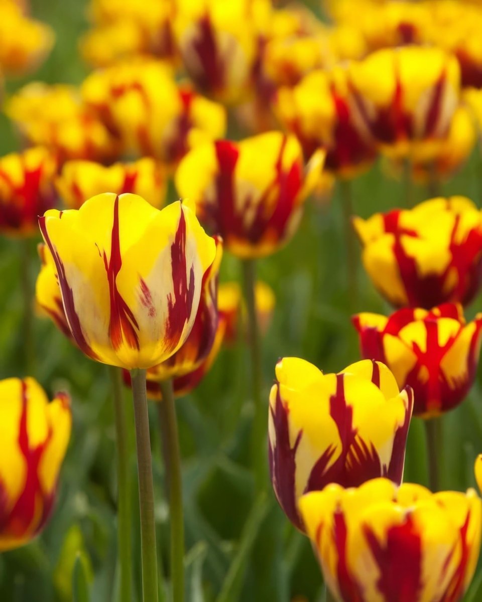 Tulip 'Helmar' - Harding & Bloom