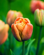 Tulip 'La Belle Epoque' - Harding & Bloom