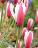 Tulip 'Lady Jane' - Harding & Bloom