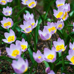 Tulip 'Lilac Wonder' - Harding & Bloom
