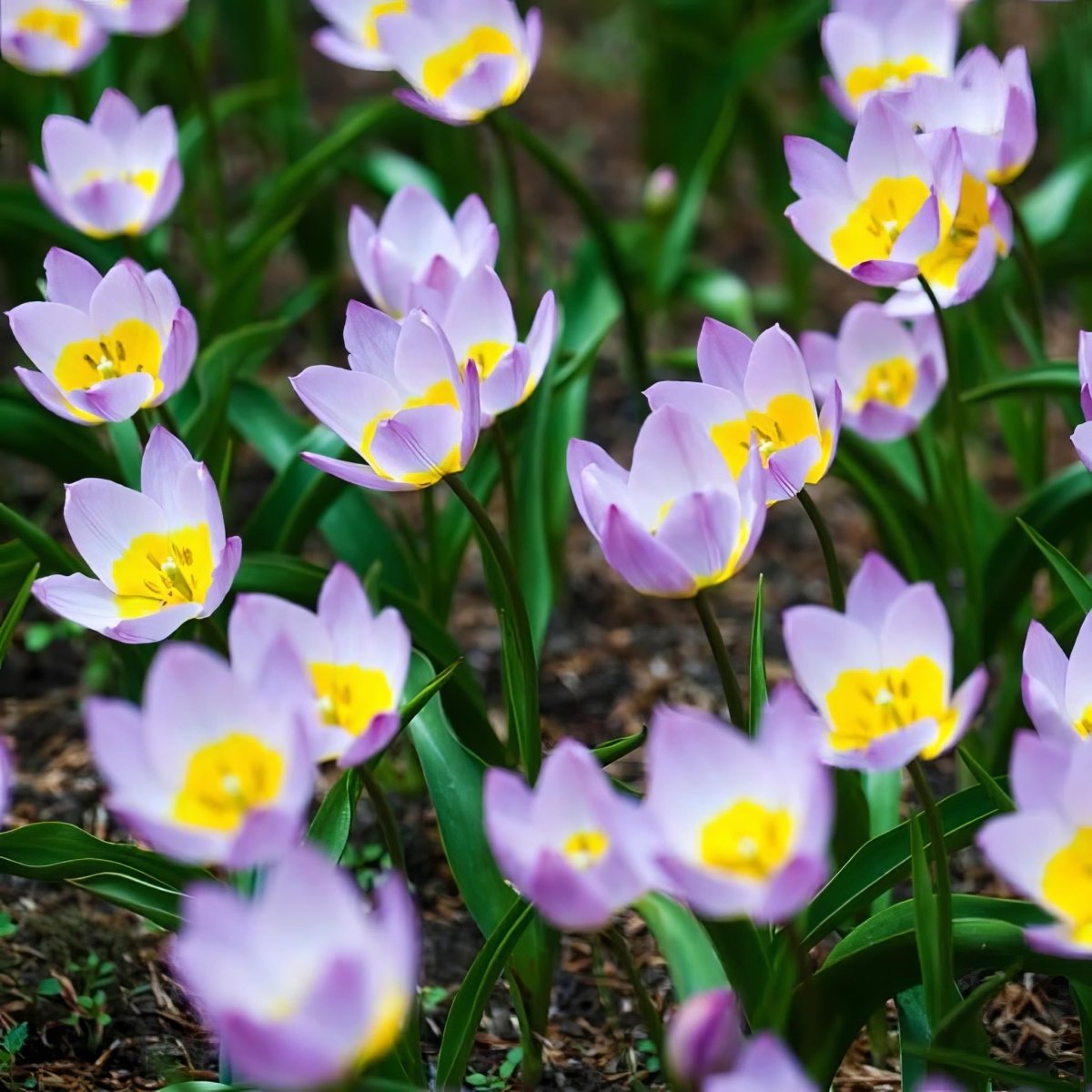 Tulip 'Lilac Wonder' - Harding & Bloom