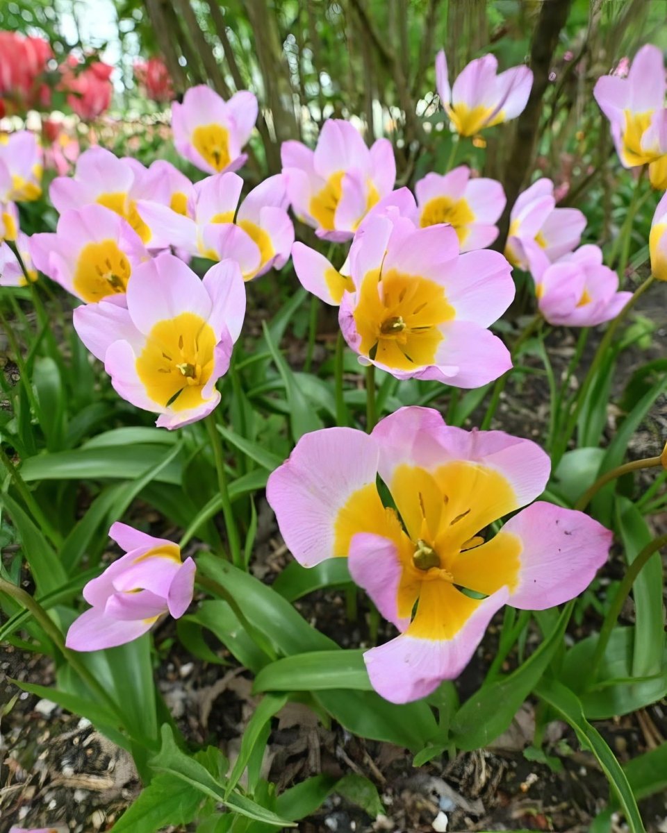Tulip 'Lilac Wonder' - Harding & Bloom