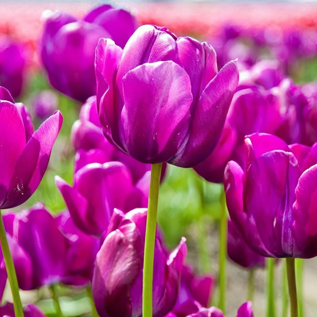 Tulip 'Negrita'