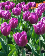 Tulip 'Negrita' - Harding & Bloom