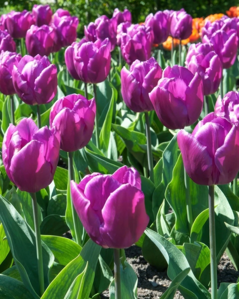 Tulip 'Negrita' - Harding & Bloom