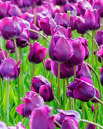 Tulip 'Negrita' - Harding & Bloom