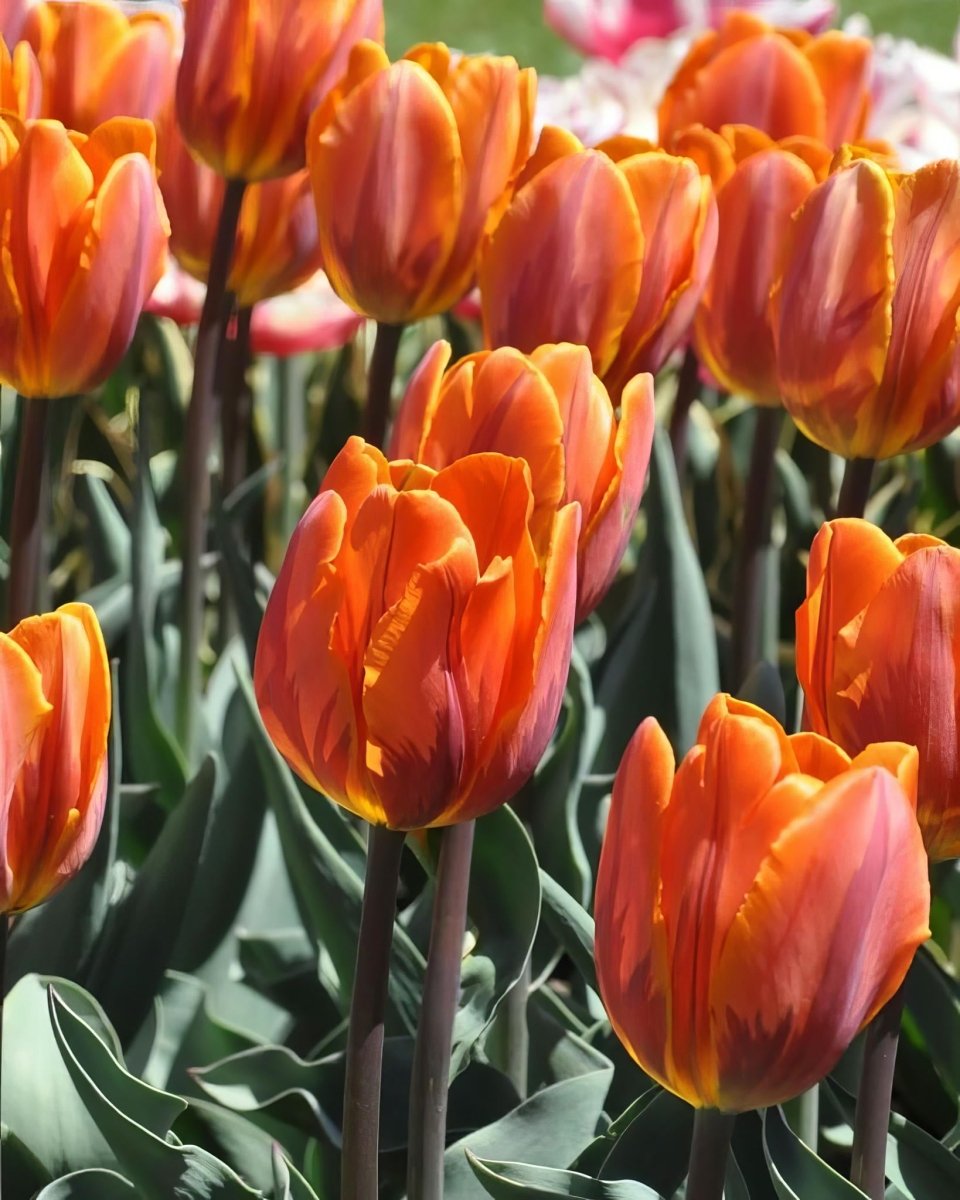 Tulip 'Orange Princess' - Harding & Bloom