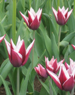 Tulip 'Peppermint Stick' - Harding & Bloom