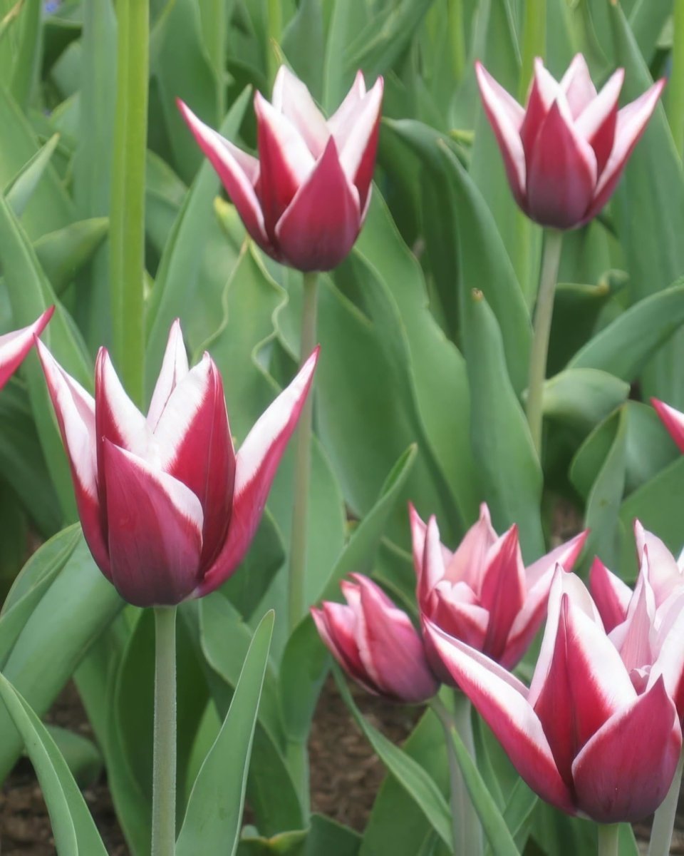 Tulip 'Peppermint Stick' - Harding & Bloom