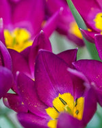 Tulip 'Persian Pearl' - Harding & Bloom