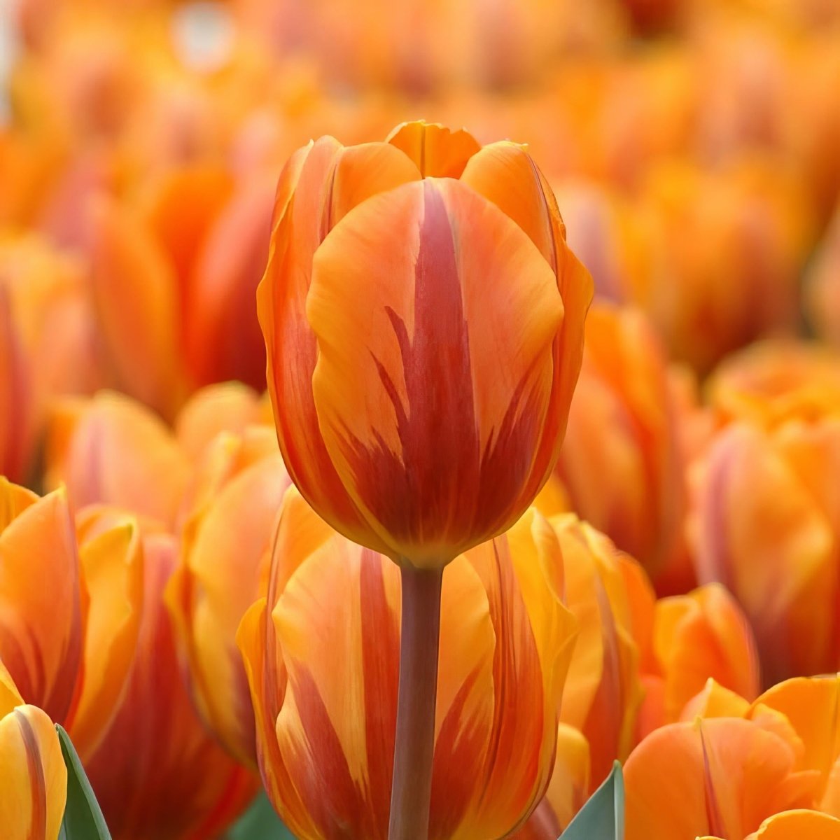 Tulip 'Prinses Irene' - Harding & Bloom