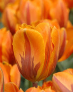 Tulip 'Prinses Irene' - Harding & Bloom