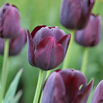 Tulip 'Queen of Night' - Harding & Bloom