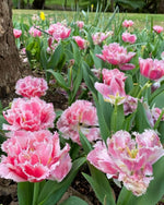 Tulip 'Queensland' - Harding & Bloom