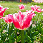 Tulip 'Queensland' - Harding & Bloom